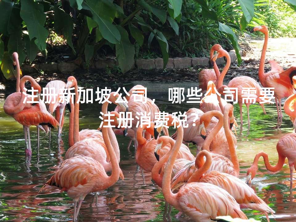 注册新加坡公司，哪些公司需要注册消费税？