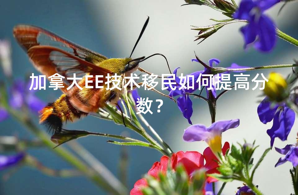 加拿大EE技术移民如何提高分数？