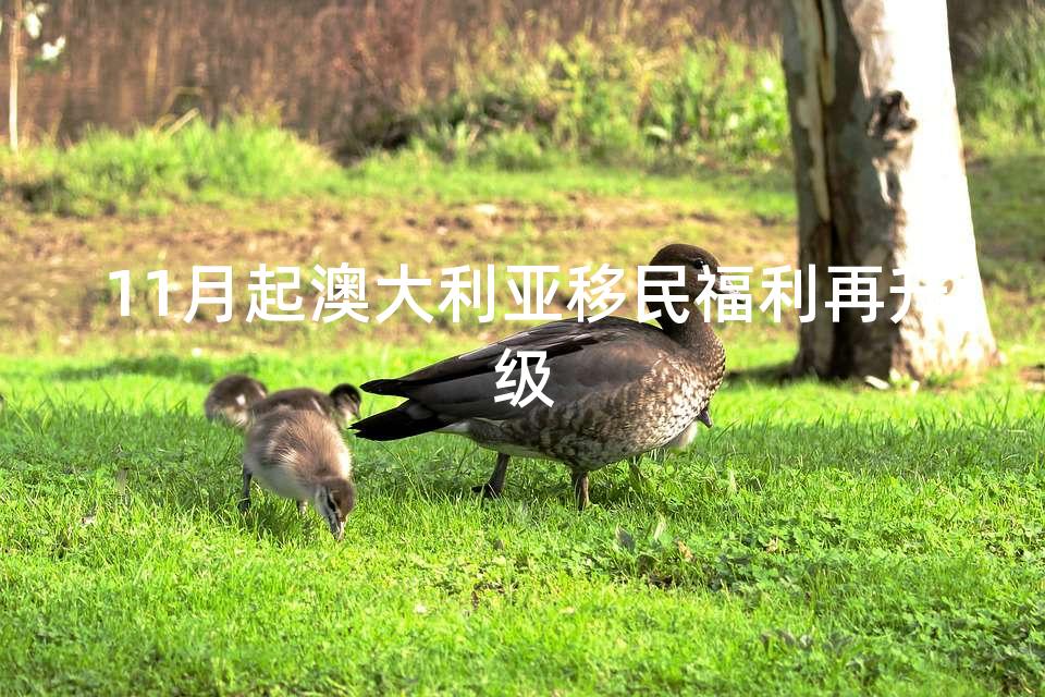 11月起澳大利亚移民福利再升级