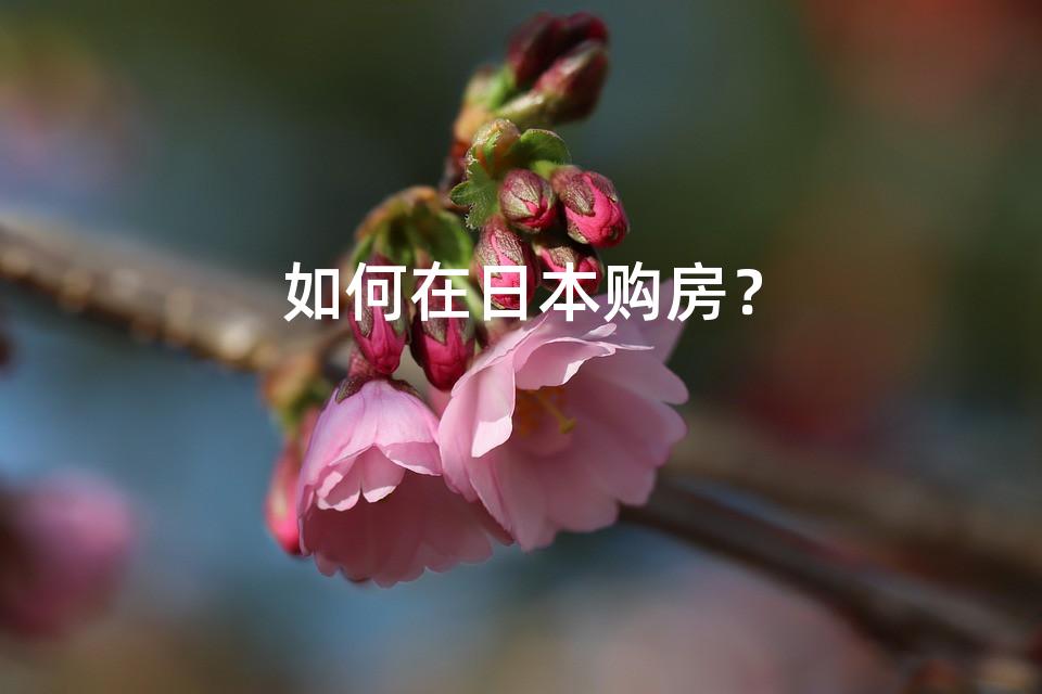 如何在日本购房？